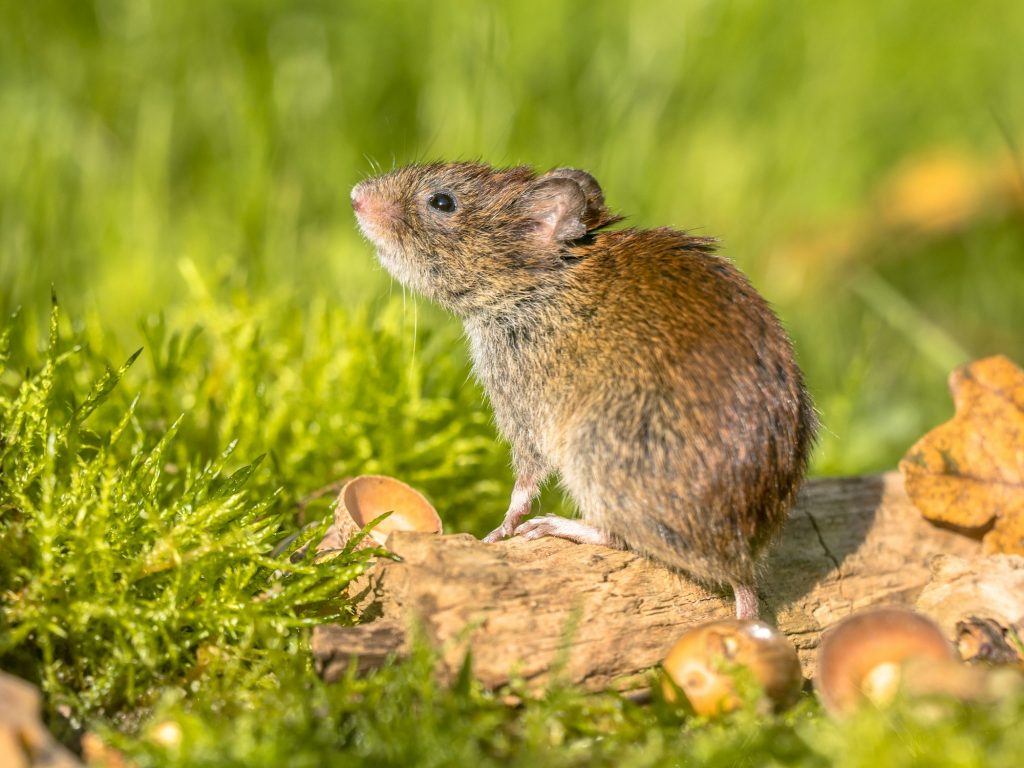 Bank vole autumn scene