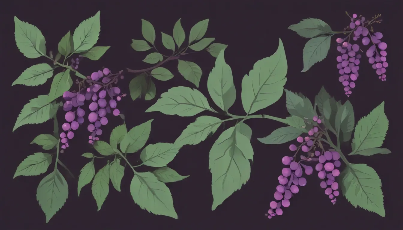 beautyberry shrubs purple berries 6df2c5c1