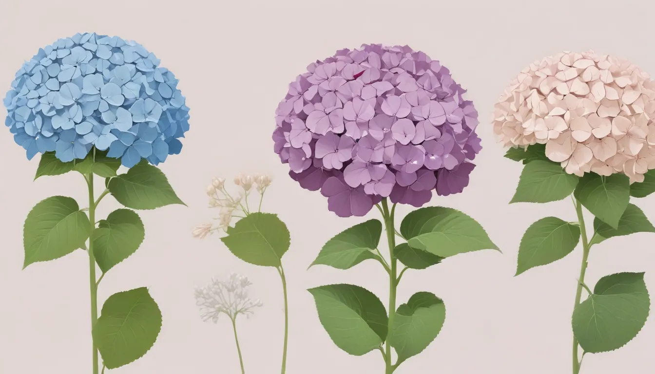 best time to plant hydrangeas 578ab141