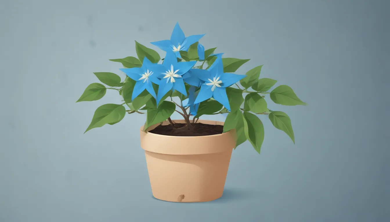 blue star creeper plant profile 6665095d