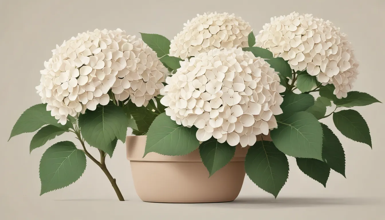 bobo hydrangeas dwarf type offers compact alternative 3e2d3019