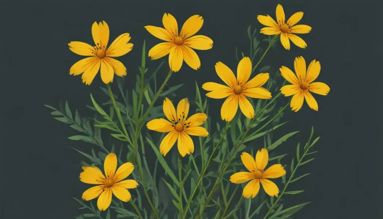 Подробное руководство по выращиванию и уходу за каллиопсисом (Coreopsis)