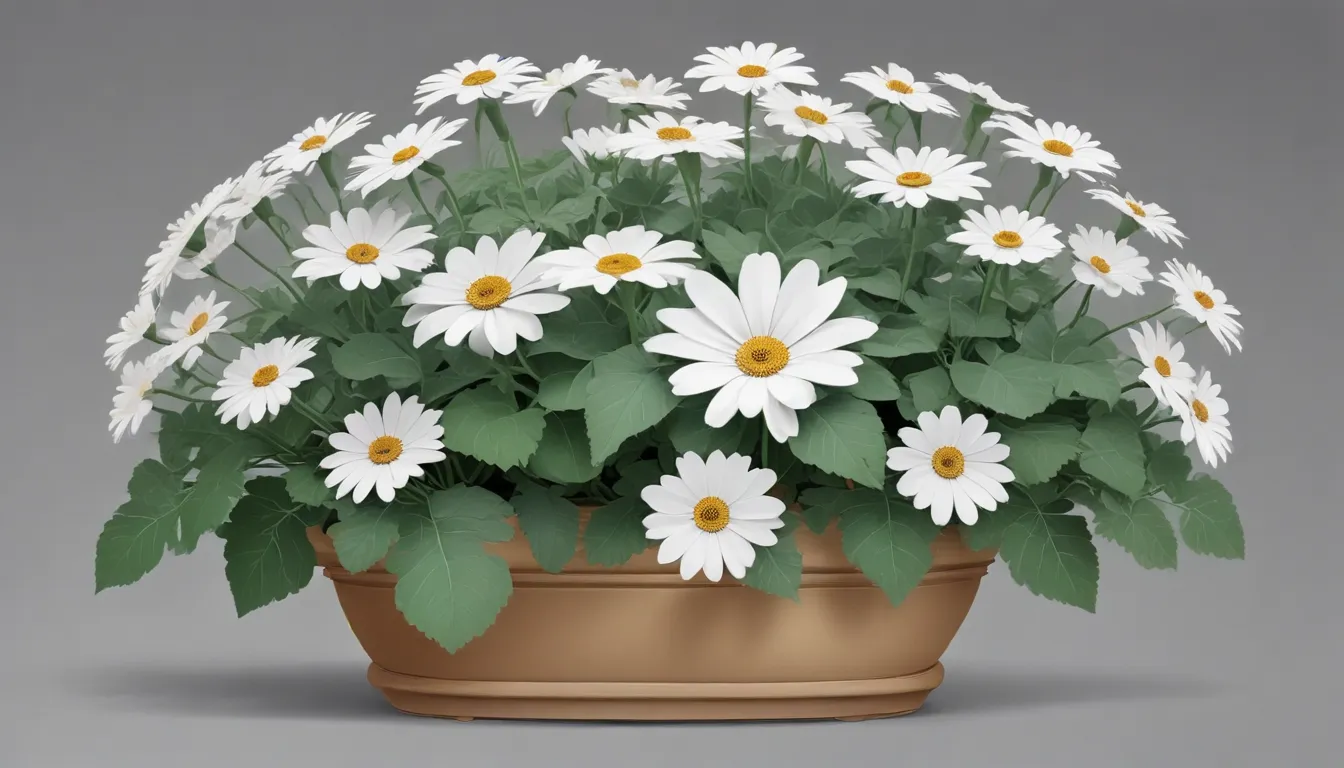 cineraria plant profile 2495c92d