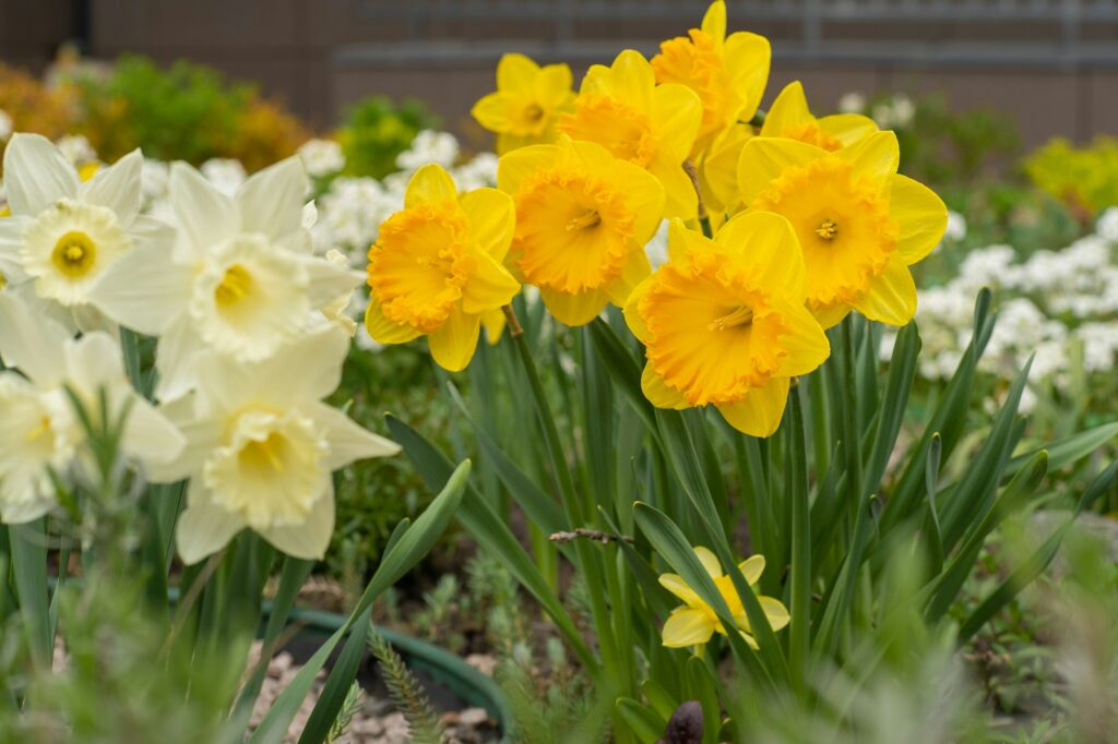 Daffodils yellow lush flowers in the garden. Narcissus bud Bush on the flowerbed Daffodil background