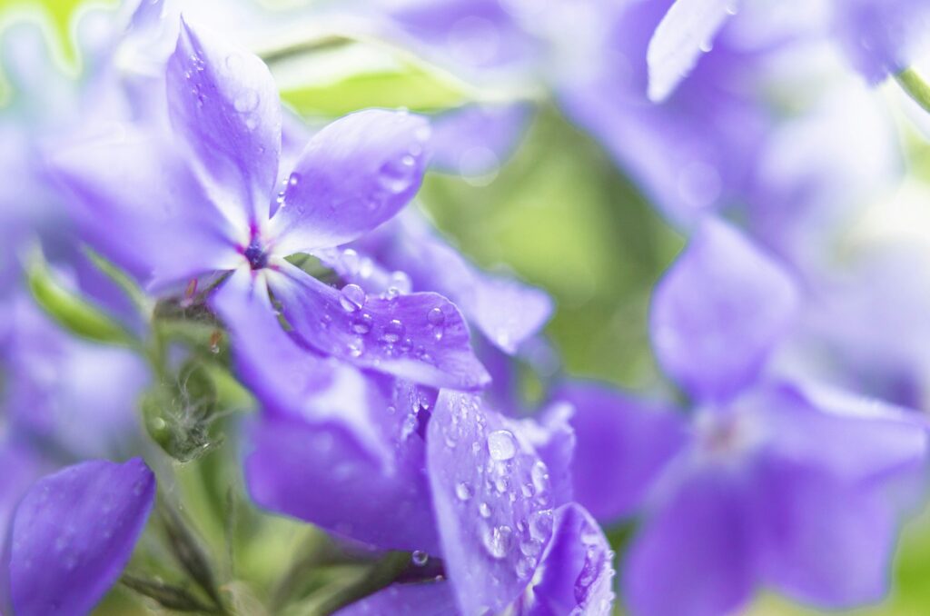 Drops on Phlox. Phlox bifida purple flowers.