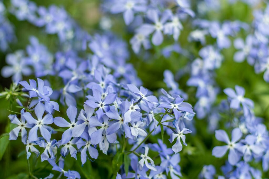 Fabulous Blue Dark Center. Blue phlox flowers. Floral background in the summer garden. Periwinkle