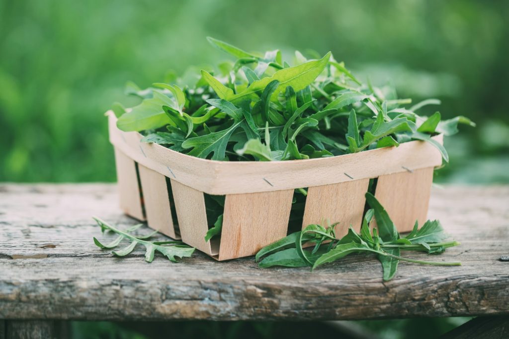 Freshly picked arugula in a garden.