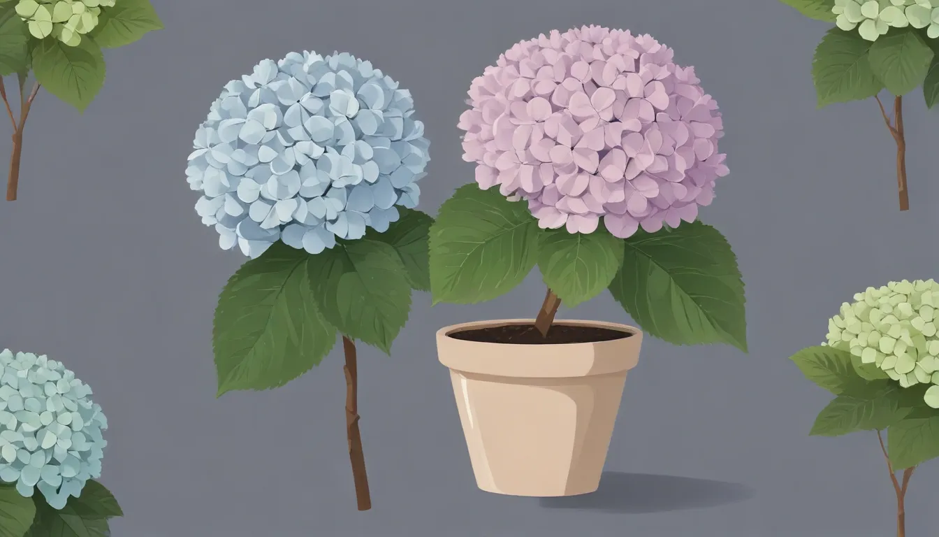 growing hydrangeas c6e92814