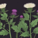 growing milk thistle d974b68e