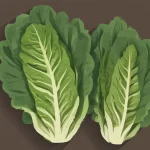 growing romaine lettuce 43a98c1b