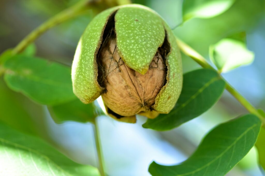 Harvesting in the home garden, ripe walnut. Ripe walnut on tree - autumn background.