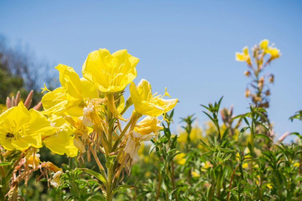 Hooker's evening primrose flowers