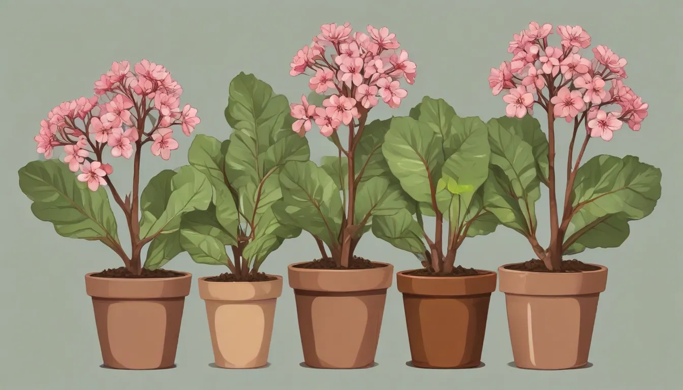 how to grow and care for bergenia 64a454b1