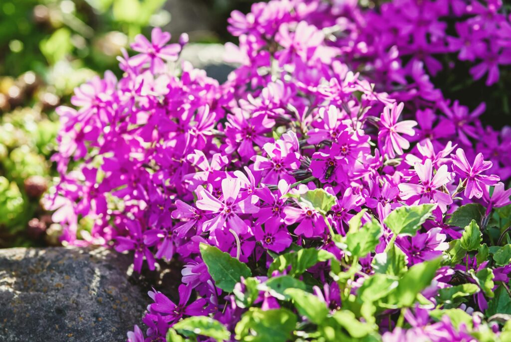 Moss phlox Purple Beauty (Phlox subulata) in alpine rock garden,