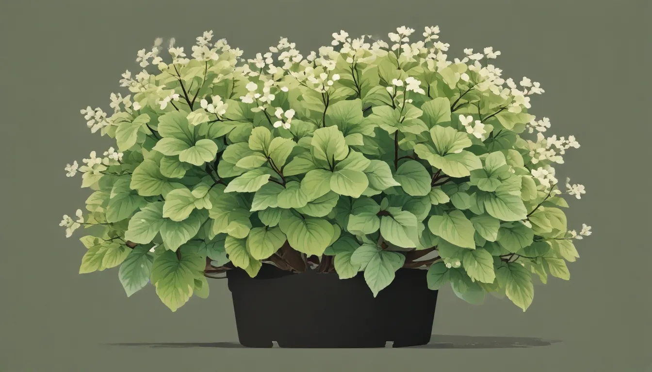 mt airy dwarf fothergilla shrubs fab265b2