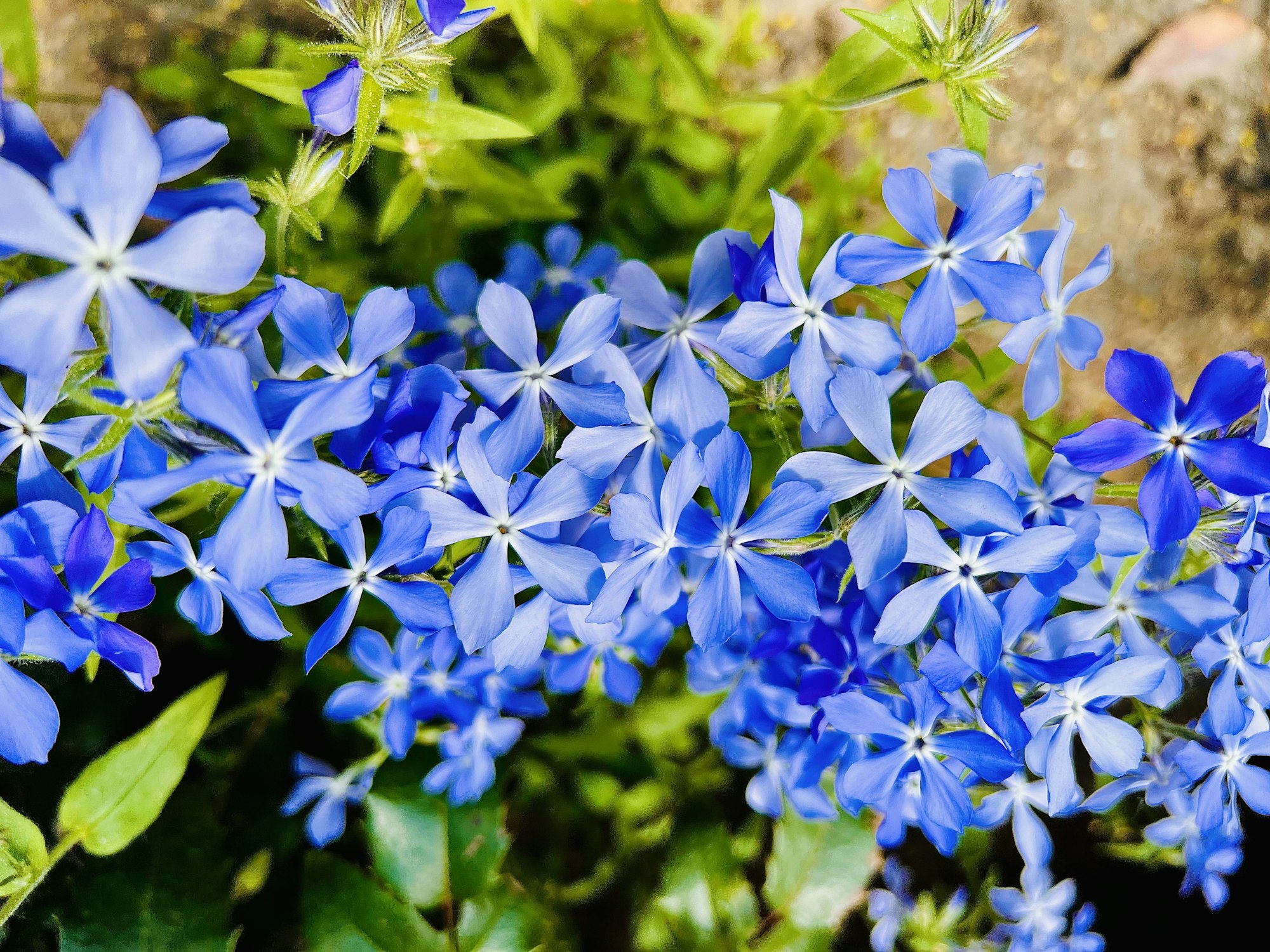 Phlox subulata. Beautiful purple small flowers.