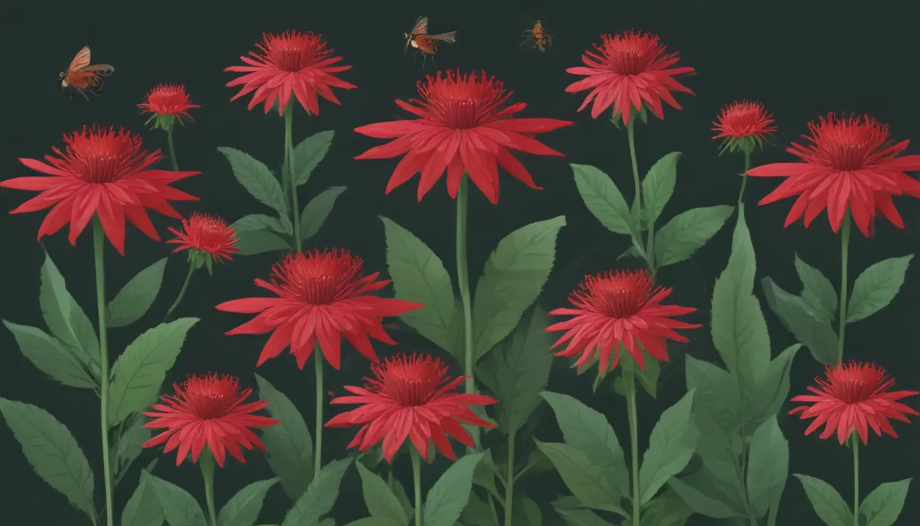 red bee balm plants 1eef344c