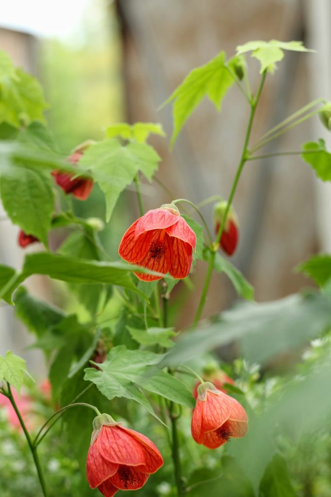 Red flowers Abutilon hybrid in a nursery