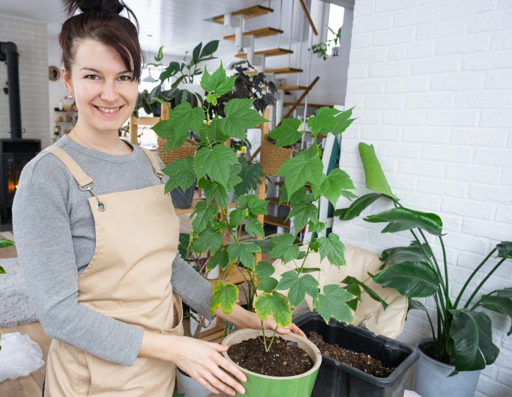 Repotting unpretentious a home plant Abutilon indoor maple into a double pot with automatic watering