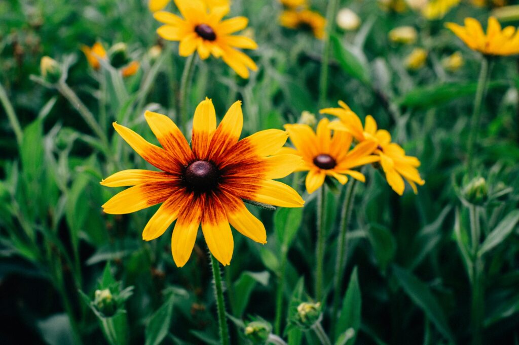 Rudbeckia Hirta Flowers in Wisconsin