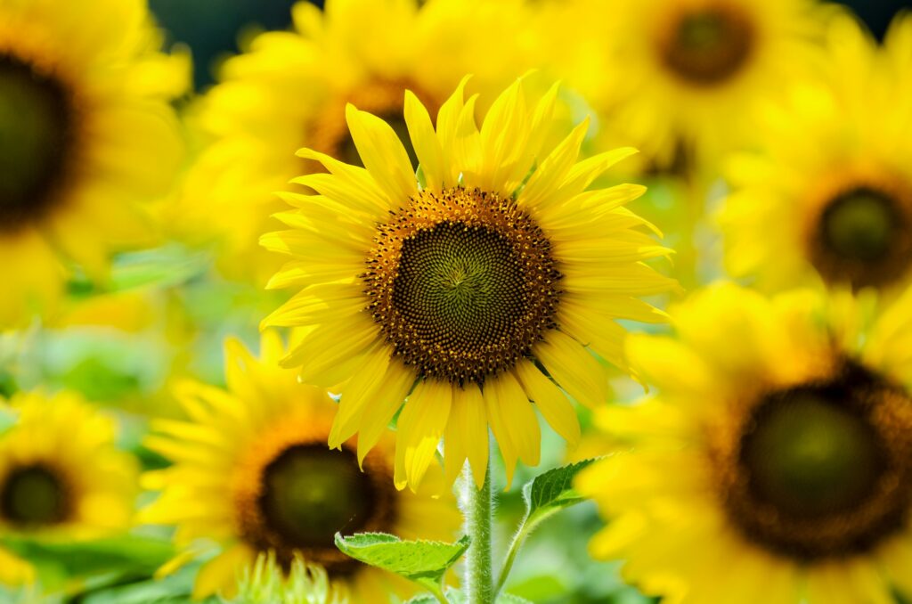 Sunflower or Helianthus Annuus in the farm