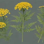 tansy flower profile 452f31a8