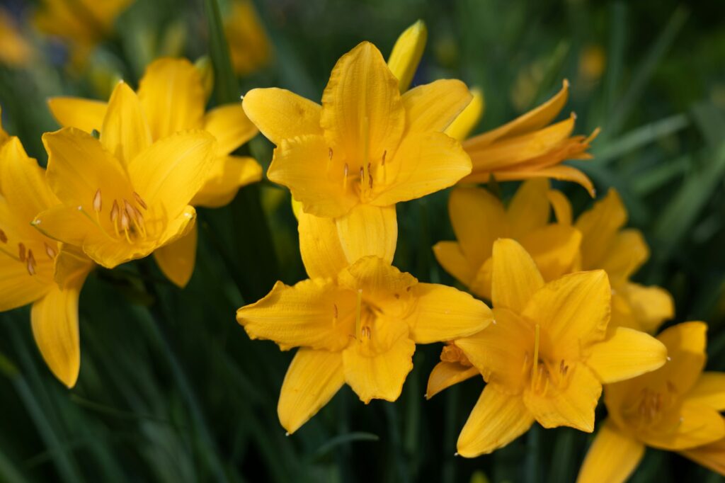 Yellow and orange day-lily garden flowers growing under sunlight. Daylily Hemerocallis