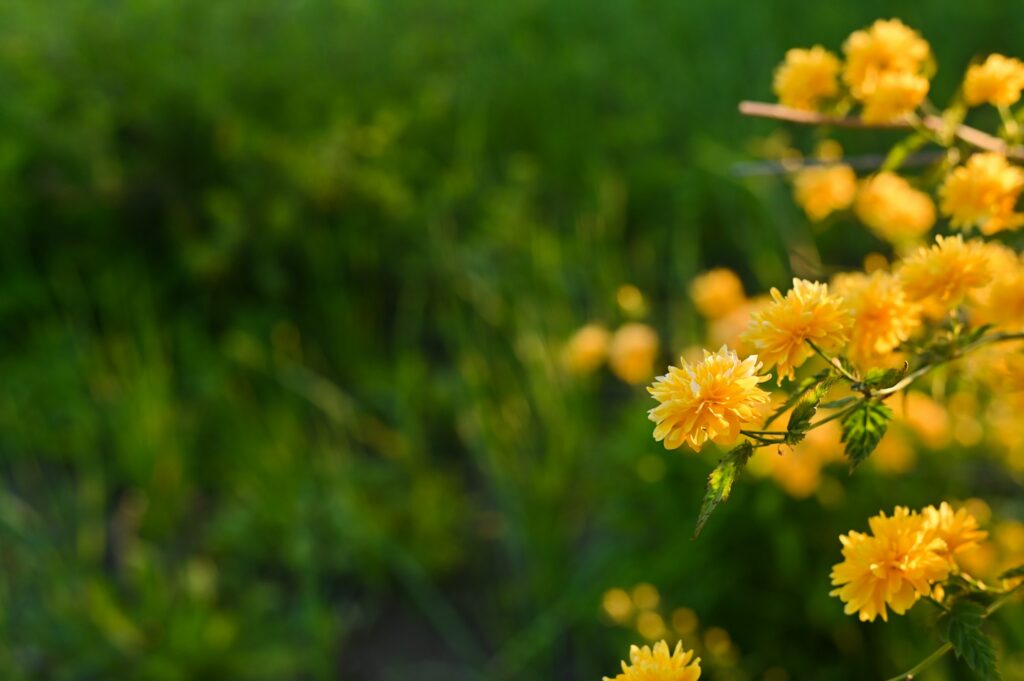 yellow flowers of Japanese kerria close-up. background