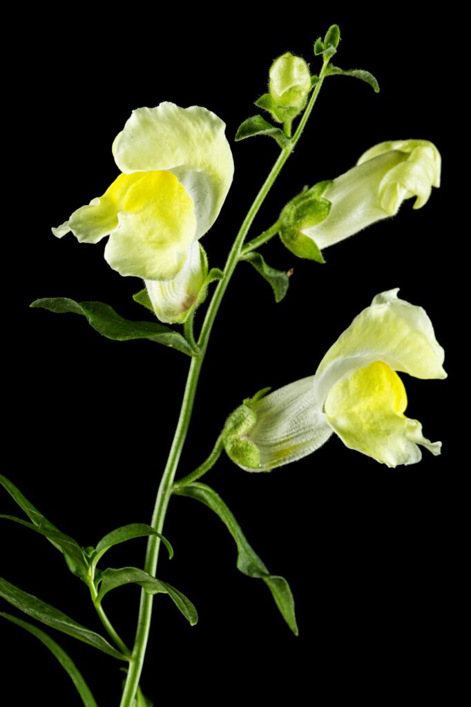 Yellow flowers of snapdragon, lat.Antirrhinum majus, isolated on black background