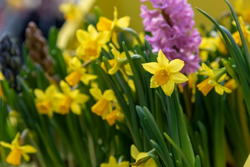 yellow Narcissus flowers