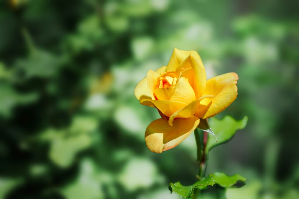 Yellow rose on a green summer background