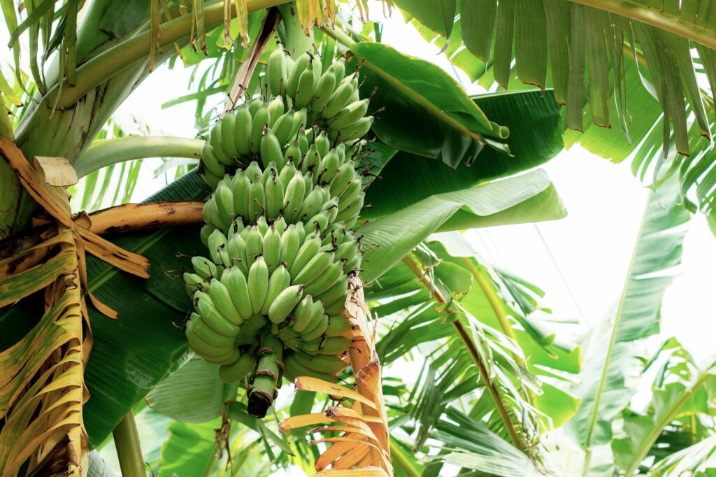 Banana raw on tree at sky